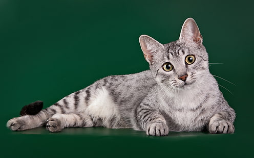 kedi, cins, Mısır Mau, HD masaüstü duvar kağıdı HD wallpaper