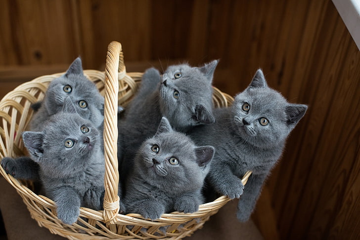 baskets, cat, animals, kittens, HD wallpaper