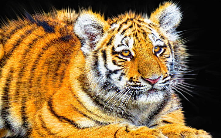 tiger hd amazing, HD wallpaper