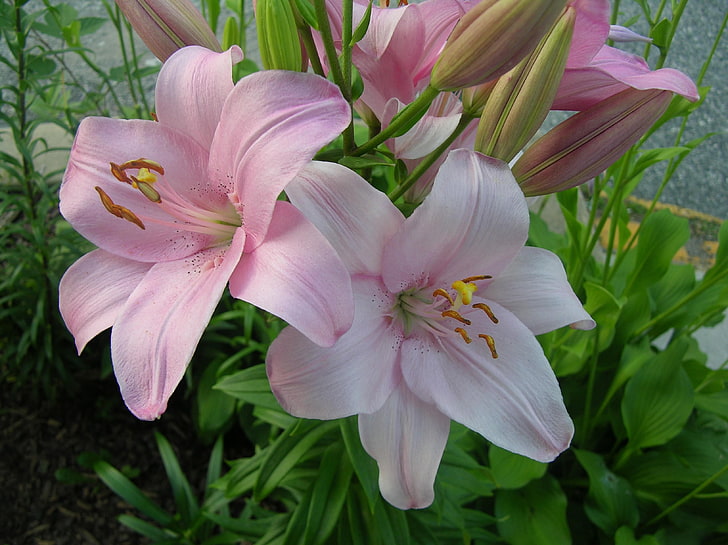 pink-and-white petaled flowers, lilies, flowers, flowerbed, green, HD wallpaper