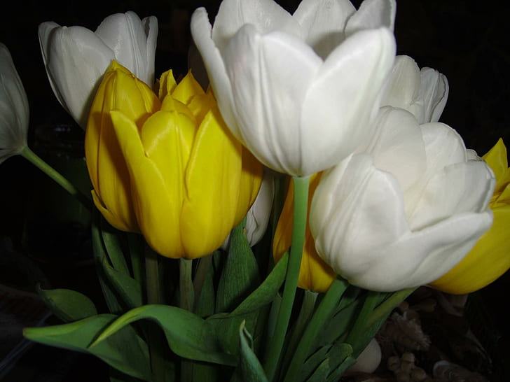 Mazzo di luce ?, giallo, natura, mazzo, verde, bianco, tulipani, fiori, primavera, amore, fresco, leggero, per sempre, natura et, Sfondo HD