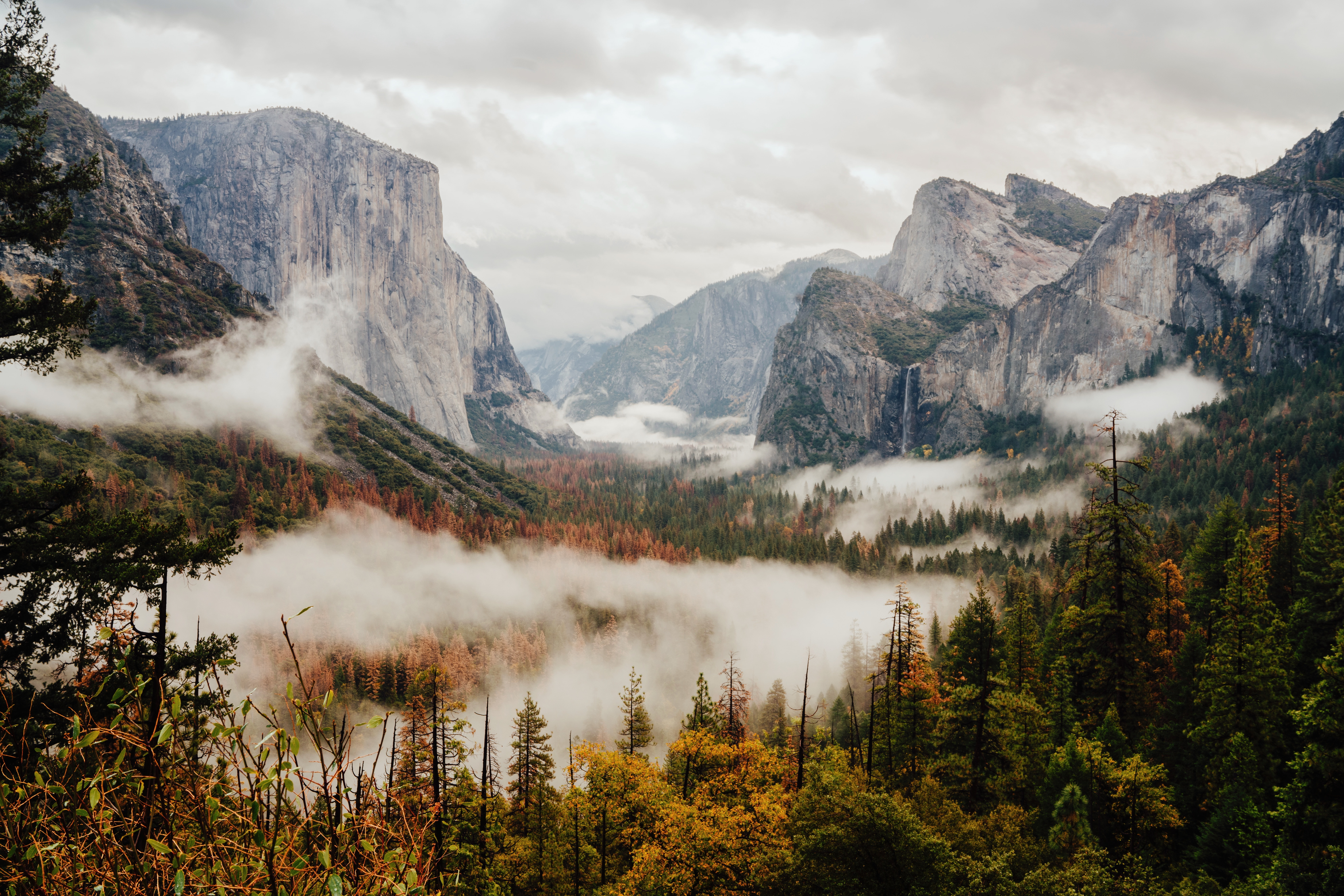 Nature, Yosemite Valley, trees