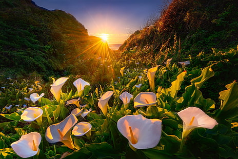 زهور ، زنبق كالا ، زهرة ، طبيعة ، شعاع الشمس ، زهرة بيضاء، خلفية HD HD wallpaper