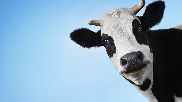 cow, animals, sky, clear sky, blue, black, white, HD wallpaper