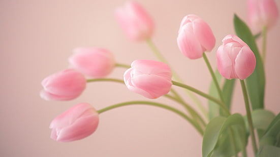 Brote, rosa, tulipanes, flores, tulipanes rosados, brote, rosa, tulipanes, Fondo de pantalla HD HD wallpaper