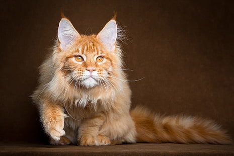 orange Maine coon cat, maine coon cat, red, muzzle, HD wallpaper HD wallpaper