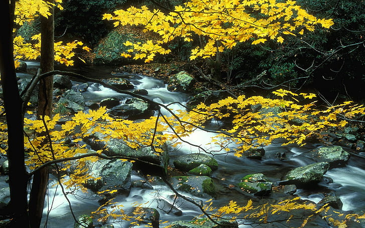 Autumn Landscape Mountain Rapid River Rock Tree With Autumn Leaves Yellow Desktop Wallpaper Full Screen 2560×1600, HD wallpaper