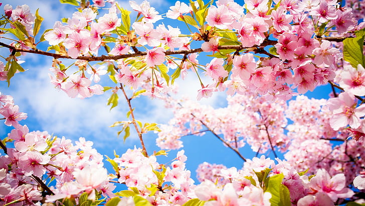 Sakura Cherry Blossom HD, rosa körsbärsblommor, körsbärsblom, blommor, japansk, sakura körsbärsblom, HD tapet