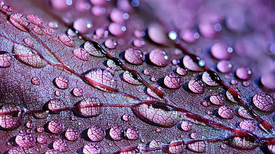 purple, drops, waterdrop, leaf, droplet, dew drops, water, close up, dew, macro photography, moisture, artistic, photography, HD wallpaper HD wallpaper