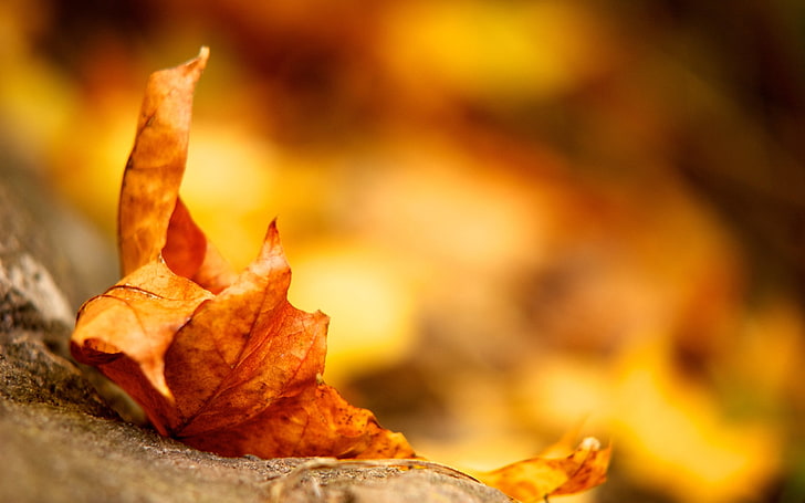 brown leaf, leaves, fall, dry, fallen, HD wallpaper