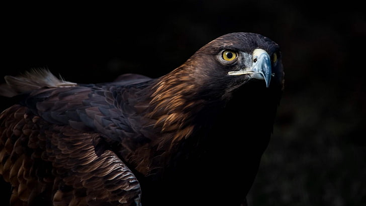 beak, bird of prey, bird, eagle, golden eagle, close up, wildlife, HD wallpaper