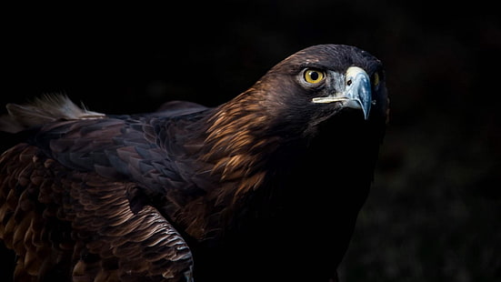 beak, bird of prey, bird, eagle, golden eagle, close up, wildlife, HD wallpaper HD wallpaper