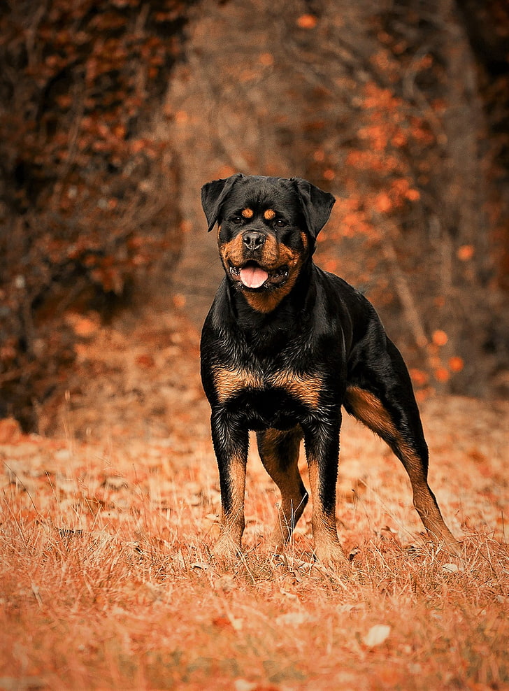 короткошерстная черно-коричневая собака, ротвейлер, собака, осень, прогулка, HD обои, телефон обои