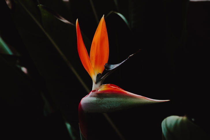 orange und grüne Paradiesvogelblume, Strelitzia, Paradiesvogelblume, Blume, Blumenblätter, HD-Hintergrundbild
