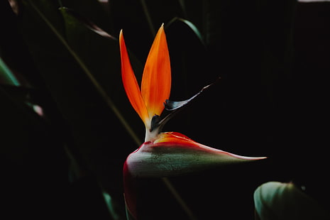 orange and green bird-of-paradise flower, strelitzia, bird of paradise flower, flower, petals, HD wallpaper HD wallpaper