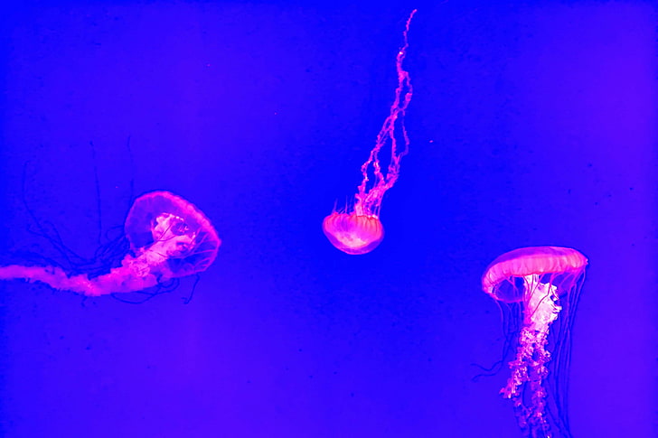 floating, jellyfish, ocean, sea, swimming, underwater, water, HD wallpaper