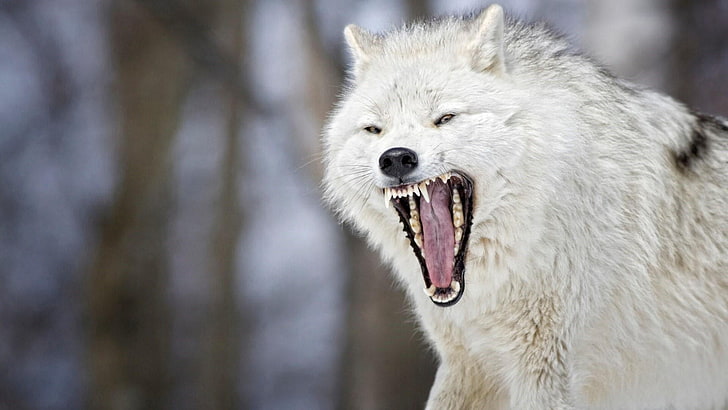 Free Angry Wolf Photos and Vectors