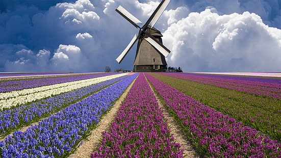 طاحونة رمادية وسوداء ، حقل ، غيوم ، مطحنة ، زهور التوليب ، هولندا، خلفية HD HD wallpaper