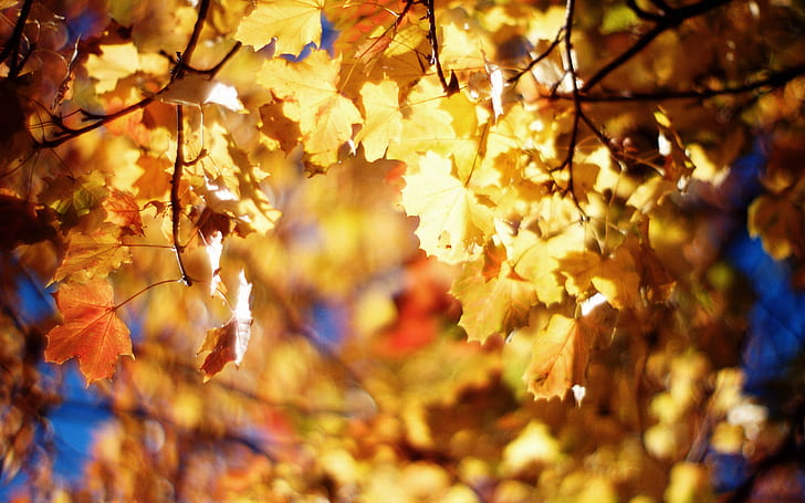 Leaves Macro Autumn HD, nature, macro, leaves, autumn, HD wallpaper