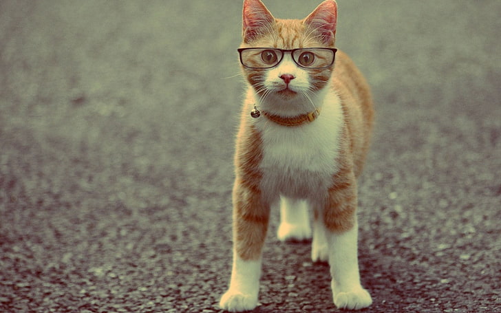orange and white cat, animals, cat, glasses, HD wallpaper