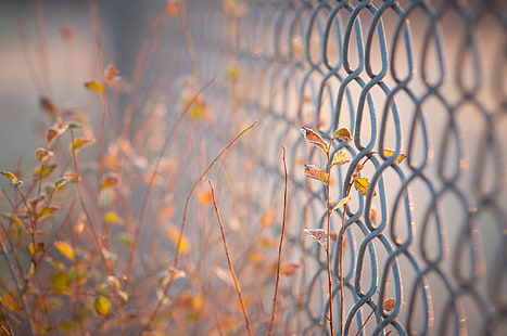 leaves, background, widescreen, Wallpaper, the fence, blur, fence, gate, full screen, HD wallpapers, fullscreen, macro. mesh, HD wallpaper HD wallpaper