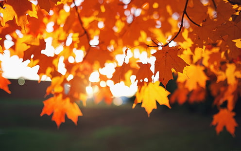 papel tapiz digital del árbol de arce, planta de hojas marrones durante el día, hojas, luz solar, profundidad de campo, fotografía, bokeh, otoño, Fondo de pantalla HD HD wallpaper