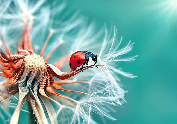 Ladybug Dandelion, ladybug, dandelion, macro, HD wallpaper