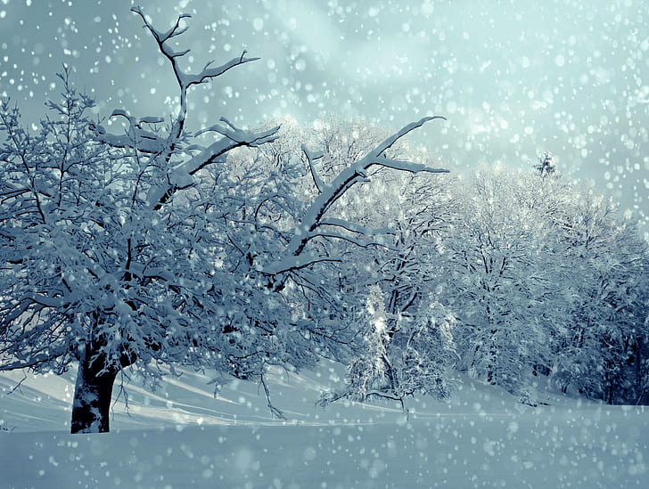 winter, wintry, snowy, snowfall, trees, snow, HD wallpaper