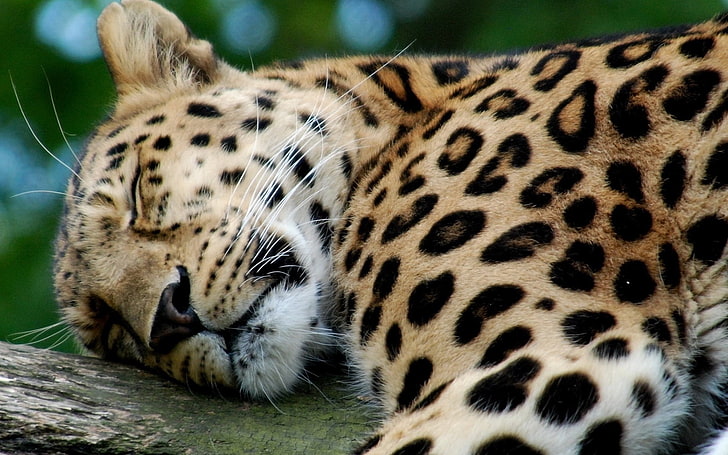 leopard, leopard, predator, big cat, sleeping, HD wallpaper