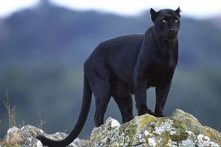 black panther, look, Panther, black, HD wallpaper