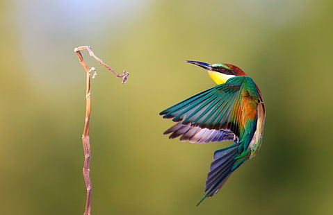 yellow-chested hummingbird, birds, twigs, bee-eaters, HD wallpaper HD wallpaper