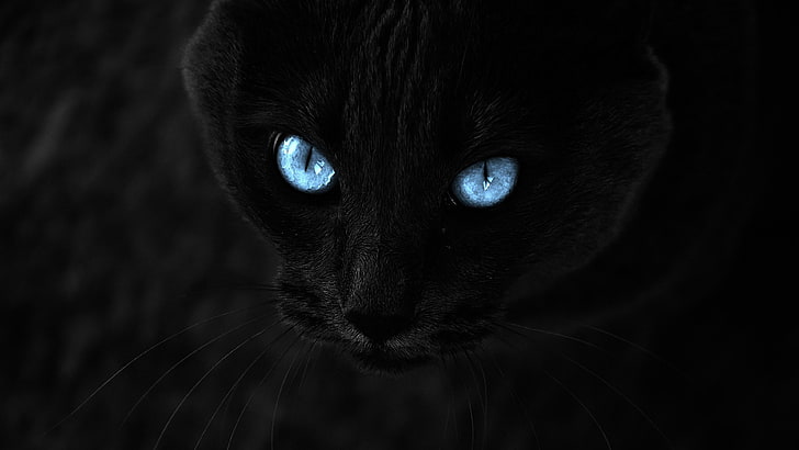 olhos azuis, gato preto, gato, bigodes, mamífero, olhos, nariz, escuridão, close-up, fotografia, HD papel de parede
