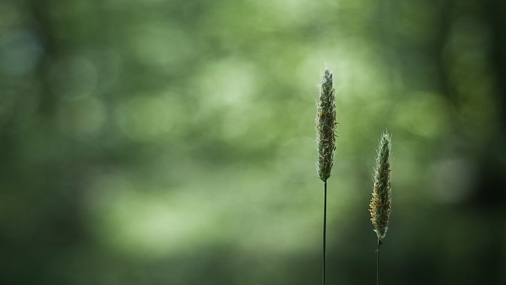 two green grasses, macro, green, closeup, blurred, bokeh, plants, HD wallpaper