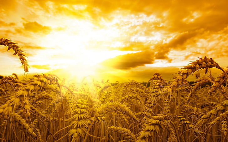 поле с пшеница, класове, слънце, светлина, хляб, злато, пшеница, HD тапет