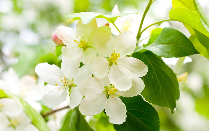 Musim semi telah tiba, dan bunga sakura putih, Musim Semi, Ayo, Putih, Cherry, Bunga, Wallpaper HD