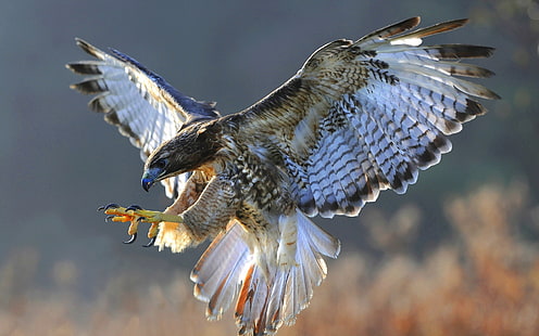 Close-up pássaros, falcão, voando, asas, pássaros, falcão, voando, asas, HD papel de parede HD wallpaper