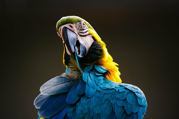 Birds, Bird, Blue-And-Yellow Macaw, Parrot, HD wallpaper | Wallpaperbetter