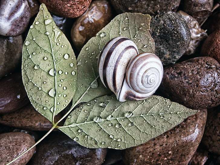 photo of gray and brown  snail in heart shape on  top of green leaves, Love on the Rocks, Color, Version, photo, gray, brown, snail, heart shape, on  top, green leaves, love  rocks, wet, nature, still life, Olympus, EM, spiral, veins, mollusk, animal, close-up, animal Shell, macro, slimy, backgrounds, gastropod, HD wallpaper
