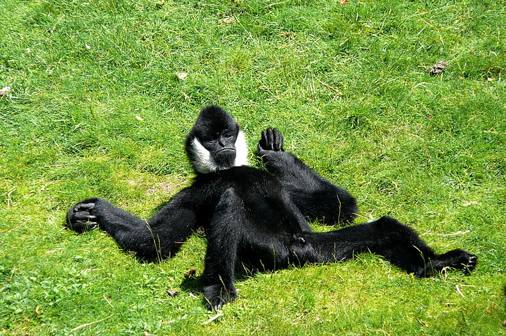 black and white ape, BACKGROUND, GRASS, WOOL, BLACK, PAWS, GLADE, MONKEY, GREEN, LIMBS, HD wallpaper