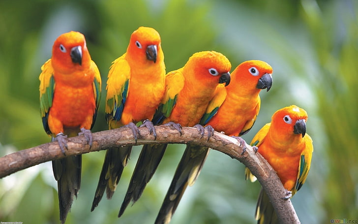 Sun Conure папагали, стадо оранжеви птици, животни, папагал, животно, HD тапет
