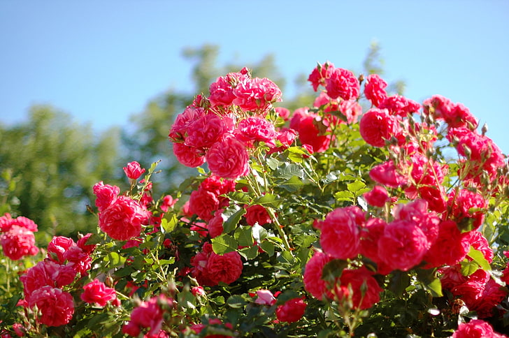 الورود الوردية والحمراء ، الورود ، الزهور ، الشجيرة ، السماء ، الحديقة ، الجمال، خلفية HD