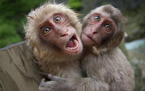 Маймуни, японски макак, маймуна, HD тапет HD wallpaper