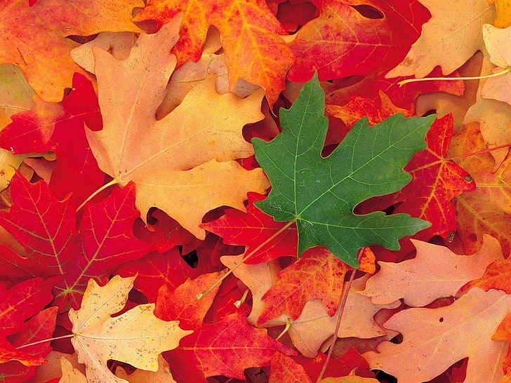 green maple leaf, leaves, fall, fallen, maple, HD wallpaper