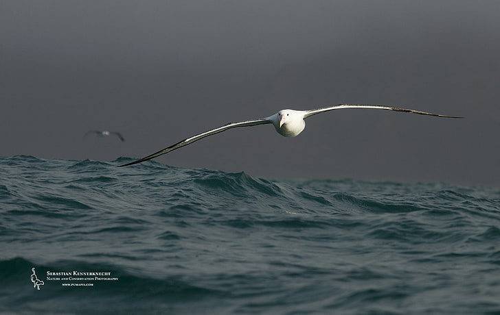Albatros, ptak, ptaki, ptak morski, Tapety HD