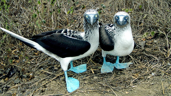 deux oiseaux blancs et noirs, fous à pattes bleues, oiseaux, animaux, Fond d'écran HD