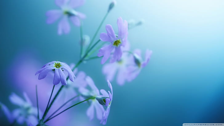 отблизо, цветя, син фон, лилави цветя, растения, HD тапет