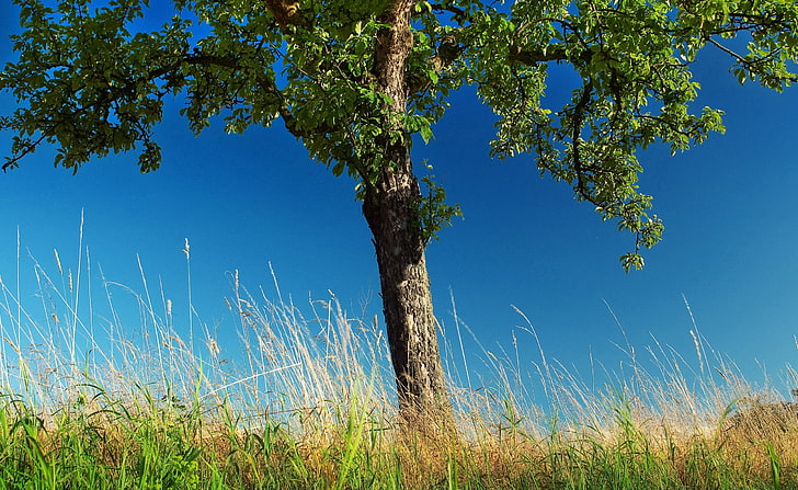 Birnenbaum, grünblättrige Pflanze, Jahreszeiten, Frühling, Baum, Birne, HD-Hintergrundbild