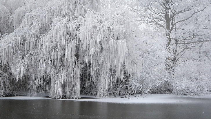 pohon berdaun, musim dingin, salju, es, pohon, Wallpaper HD