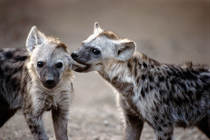 two black-and-gray hyenas, hyenas, couple, predators, HD wallpaper
