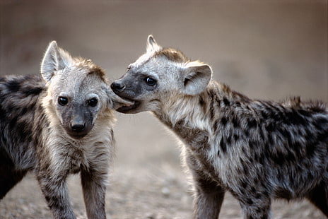 two black-and-gray hyenas, hyenas, couple, predators, HD wallpaper HD wallpaper